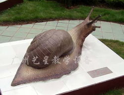 生物模型蝸牛 教學(xué)演示中的理想工具與貿(mào)易前景
